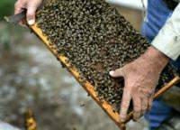Бджоли захистили мед від крадія