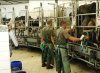 Для стабілізації ціни на молоко треба зменшити собівартість