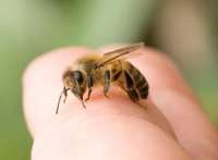 Перша допомога в разі бджолиних укусів