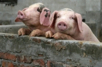 На Рівненщині вірус африканської чуми свиней не зафіксований
