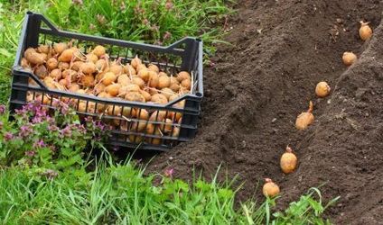 Чим удобрювати картоплю щоби отримати гарний врожай
