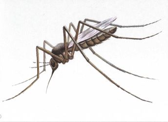 Як віднадити комарів