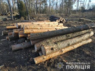 Викрадену деревину на Зарічненщині знайшли на Волині