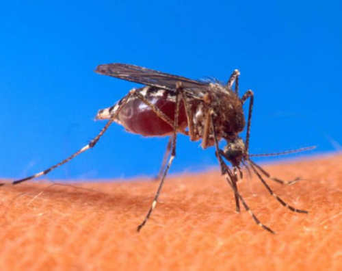 Природні засоби, які допоможуть швидко позбутися від комарів