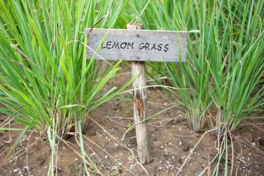 Чим корисна лимонна трава