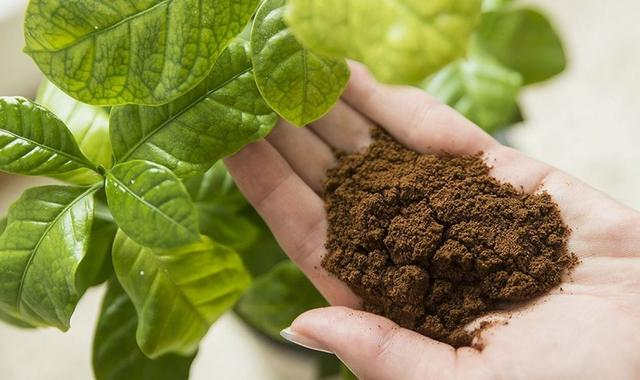 Як правильно додати кавову гущу в ґрунт для розсади