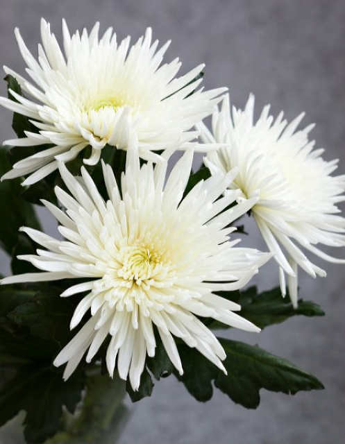 Три білі хризантеми