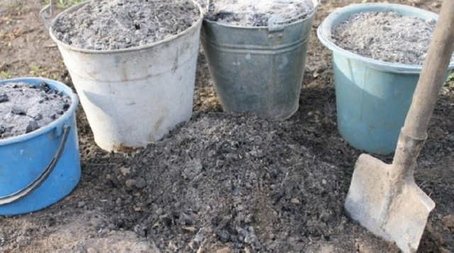 Чотири перевірених способи застосування попелу в саду і на городі