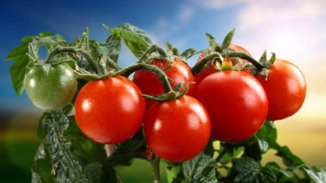 Як вилікувати томати від фітофторозу за допомогою народних засобів