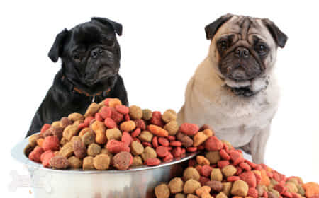 Действительно ли диета для собак без зерна - залог их крепкого здоровья?