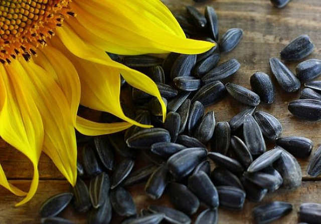 Яким чином насіння соняшнику може зашкодити роботі імунної системи людини