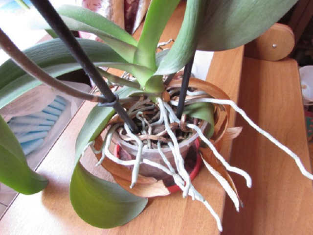 Як допомогти орхідеї пустити коріння