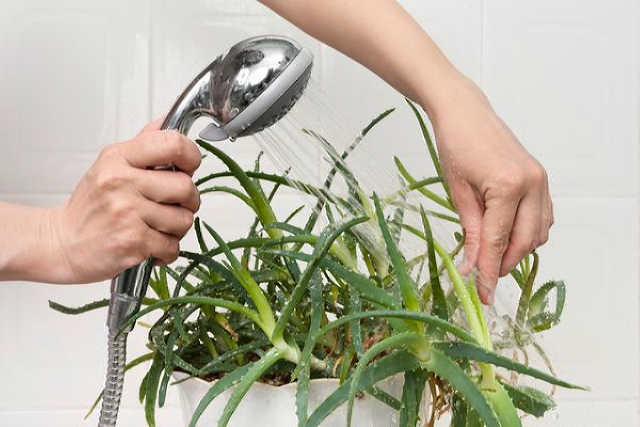 Теплий душ для кімнатних рослин: помилки, які можуть нашкодити зеленим вихованцям