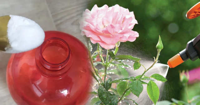 Як за допомогою звичайної соди можна омолодити кущі троянд