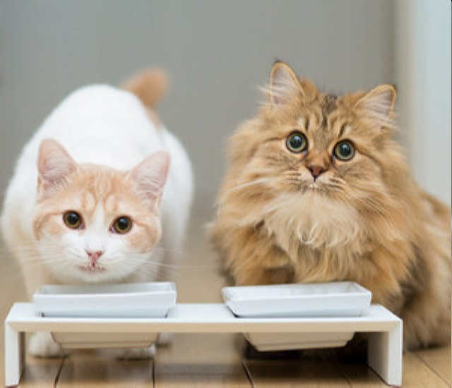 Що впливає на тривалість життя кішок і якою вона може бути
