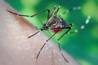 Боротьбу з комарами треба вести обережно