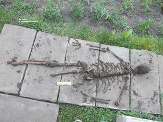 На подвір’ї дубенчанки виявили скелет