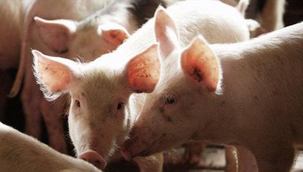 У Гвіздівському господарстві – спалах африканської чуми свиней