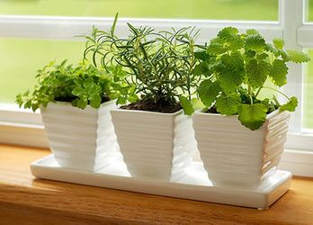 Кімнатні рослини для вашої кухні