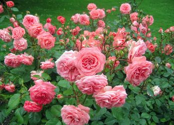 Кілька порад, як виростити гарні троянди