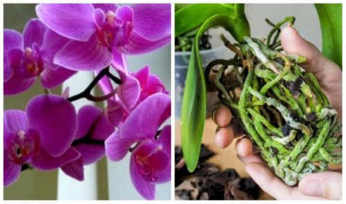 Як розмножити орхідею з кореня, коли рослина розрослася чи скинула листя