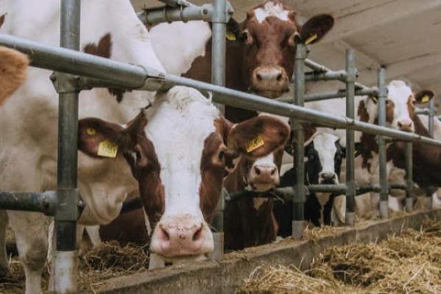 На Рівненщині у 2020 році створено 11 сімейних молочних ферм