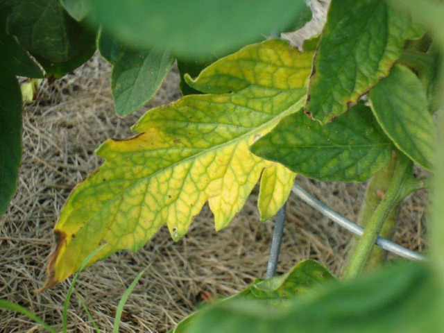 Як за кольором листя розсади томатів визначити яких мікро- і макроелементів їй не вистачає