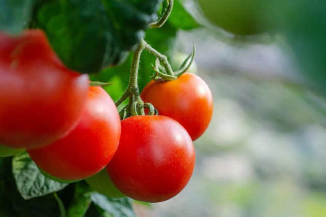 Навіщо помідорам аспірин: підживлення посилить зростання томатів