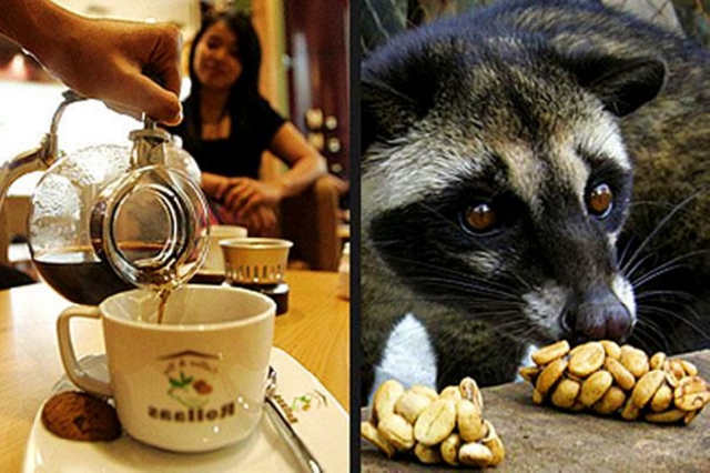 Найдорожчі сорти кави в світі, які проходять ферментацію у шлунках тварин