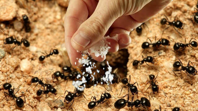 Як позбавити свою ділянку від мурах