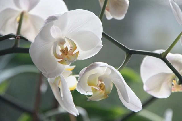 Особливості догляду за орхідеями взимку