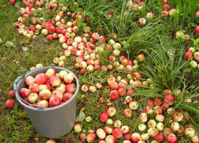 Навіщо яблука, що опали, закопують під гортензією