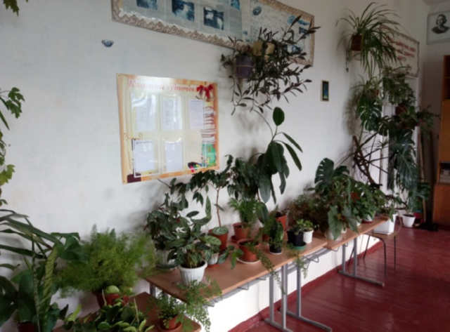 Найкращі кімнатні рослини, які повинні бути в класі та школі – вони оздоровлюють атмосферу шкільних приміщень