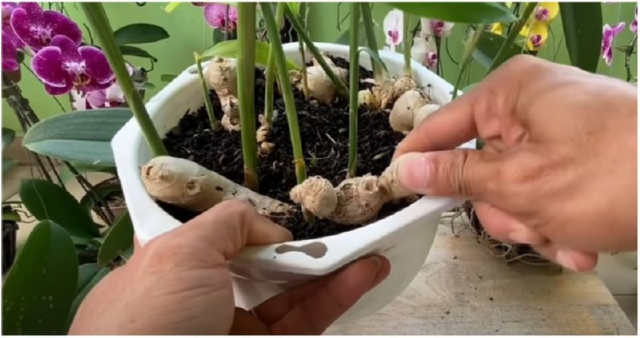 Як приготувати імбирну воду для стимуляції коренеутворення в орхідеї