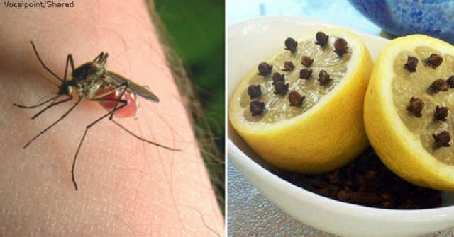 Як захистити себе і тварин від комарів і кліщів за допомогою простого настою?