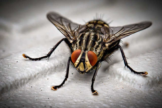 З цим домашнім засобом ви забудете про мух, комарів та інших комах