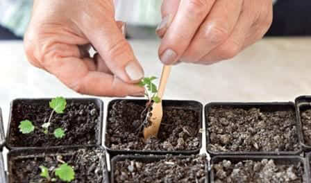 Як виростити розсаду полуниці з насіння в домашніх умовах?